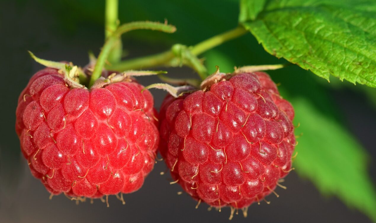 fruitarian diet risks and cons