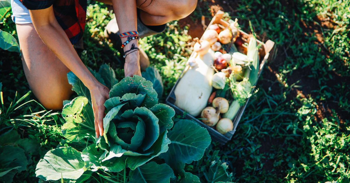 organic farms