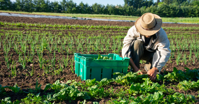 Organic Farming: 8 benefits for the planet