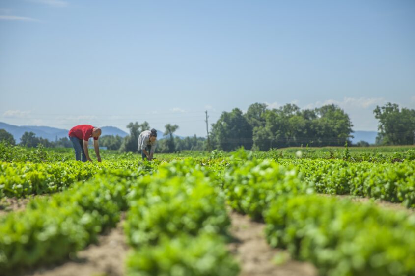 What is the Difference Between Organic and Ecological Farming?