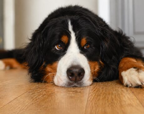 calmest dogs breeds
