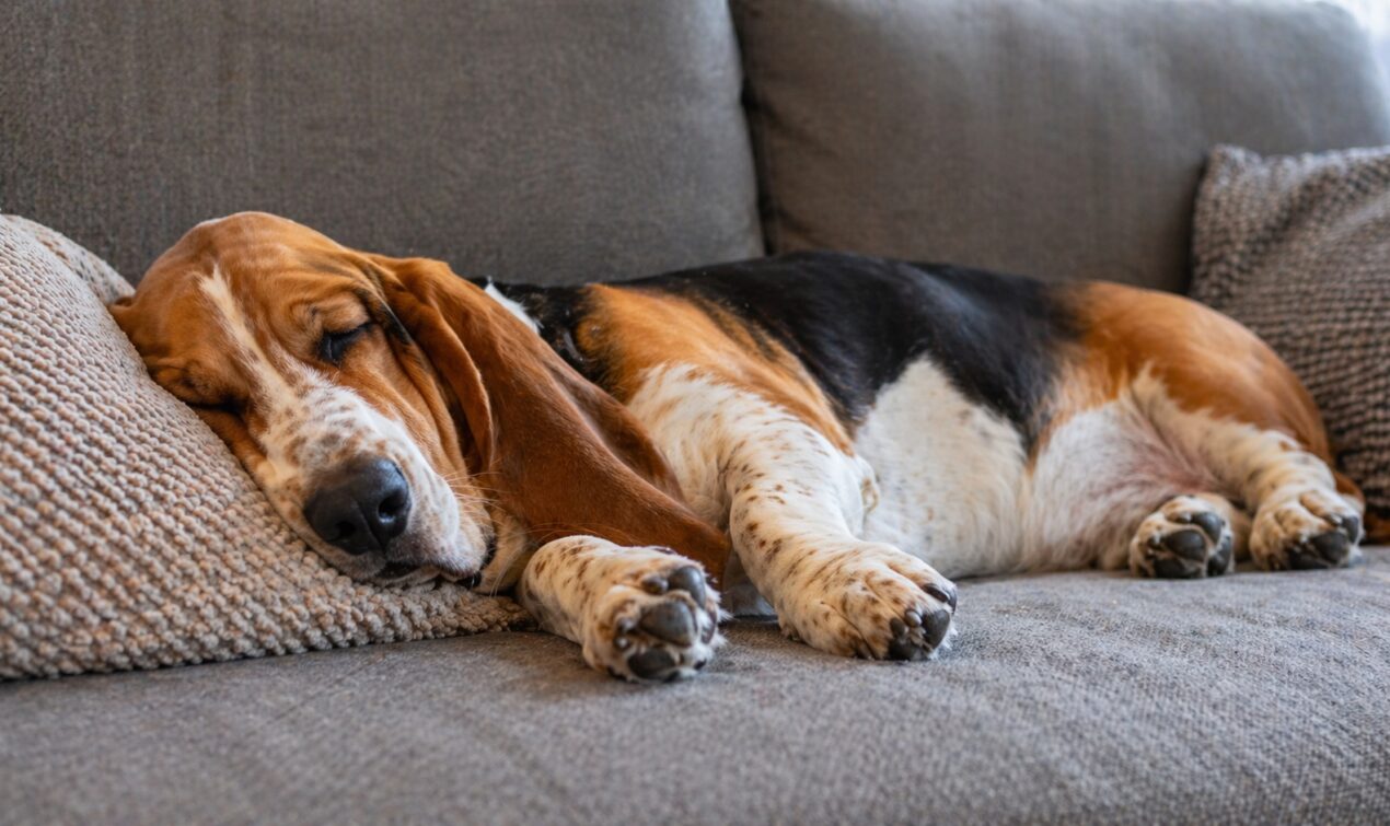 calmest dogs breeds2