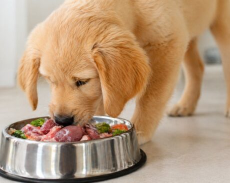 raw vs cooked meat for dog raw vs cooked meat for dog