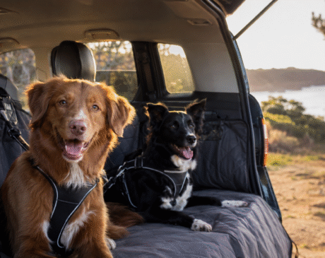 travelling with dogs (2)